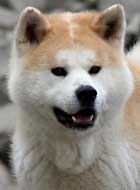 Photo de l'Akita Inu japonais Ayko